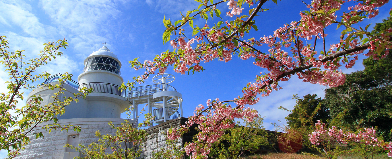 樫野埼灯台と桜