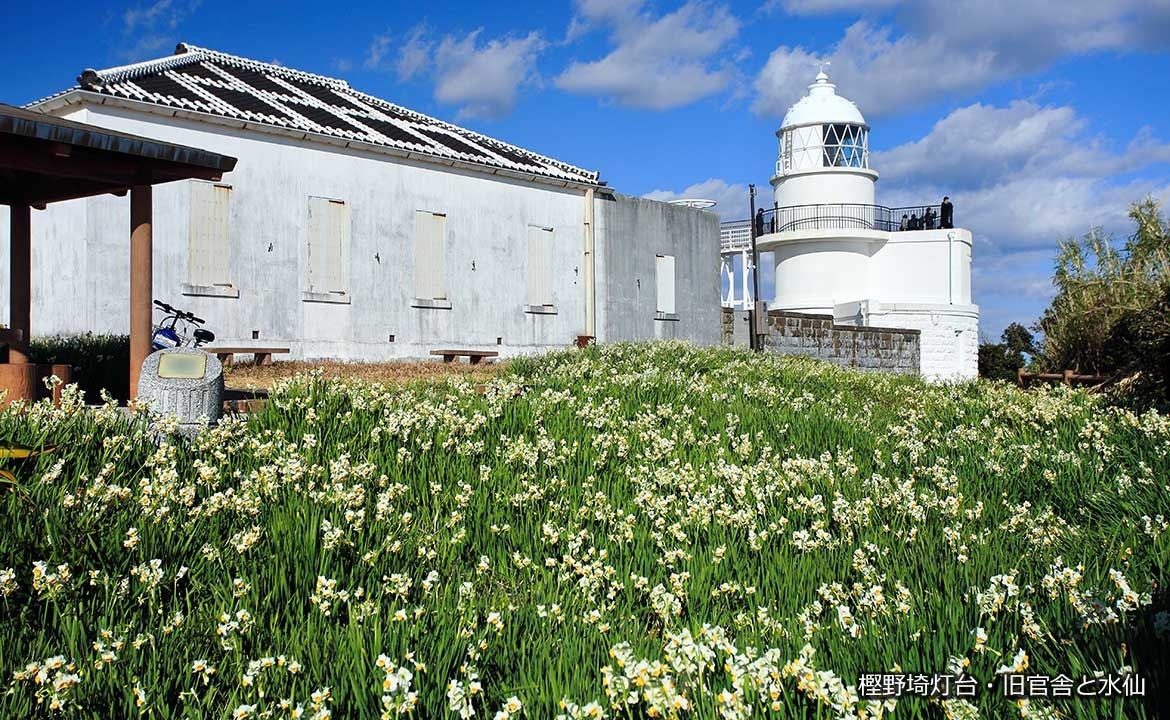 樫野埼灯台・旧官舎と水仙